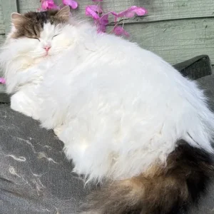 Siberian cats, pedigree registered, looking for new homes - Image 3
