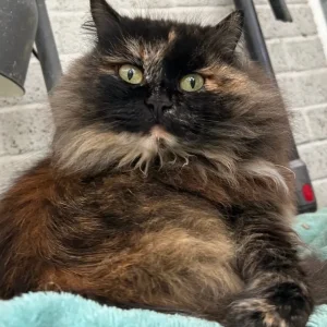 Siberian cats, pedigree registered, looking for new homes - Image 4