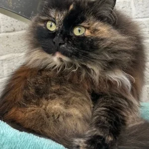 Siberian cats, pedigree registered, looking for new homes - Image 5
