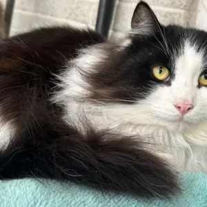 Siberian cats, pedigree registered, looking for new homes - Image 6