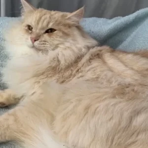 Siberian cats, pedigree registered, looking for new homes - Image 7