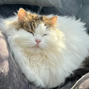Siberian cats, pedigree registered, looking for new homes - Image 8