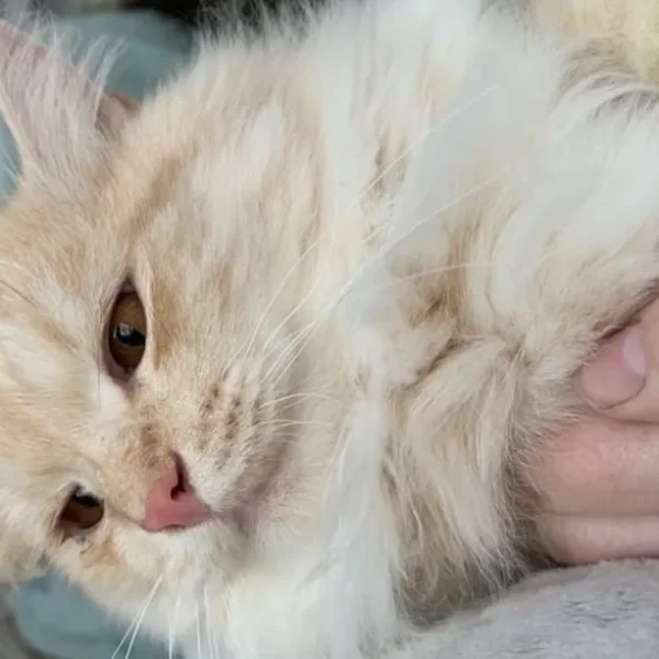 Siberian cats, pedigree registered, looking for new homes
