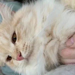 Siberian cats, pedigree registered, looking for new homes
