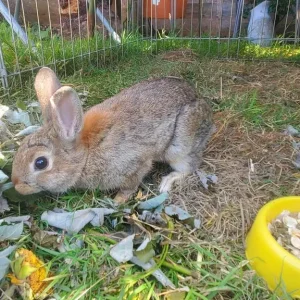 13-week-old Netherland Dwarf Bunny - Image 2