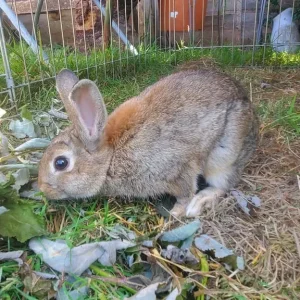 13-week-old Netherland Dwarf Bunny - Image 3