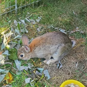 13-week-old Netherland Dwarf Bunny - Image 4