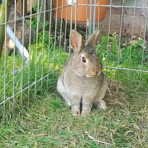 13-week-old Netherland Dwarf Bunny - Image 5