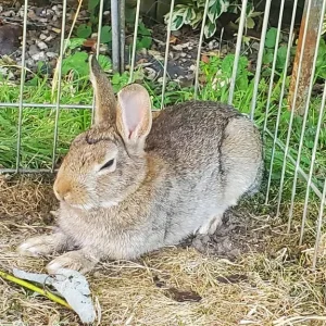 13-week-old Netherland Dwarf Bunny - Image 6