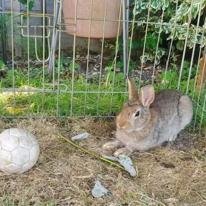 13-week-old Netherland Dwarf Bunny - Image 7