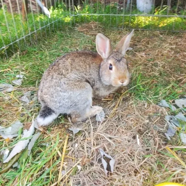 13-week-old Netherland Dwarf Bunny
