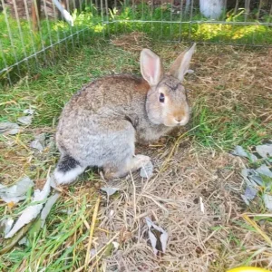 13-week-old Netherland Dwarf Bunny