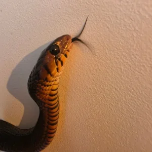 Rare Indigo snake - Image 2