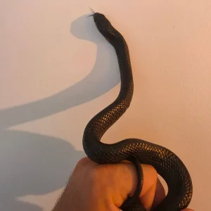 Rare Indigo snake - Image 3
