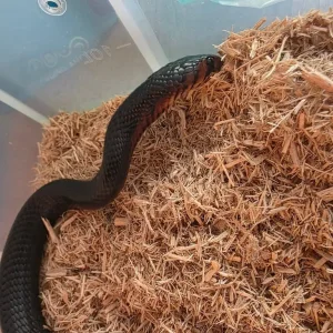 Rare Indigo snake - Image 4