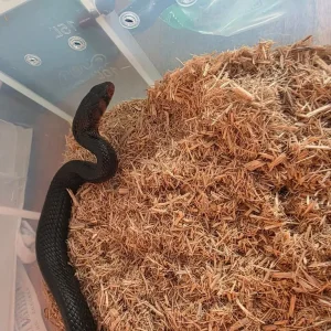 Rare Indigo snake - Image 5