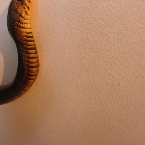 Rare Indigo snake