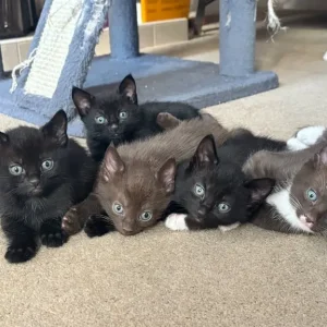 5 kittens, 8 weeks old - Image 2