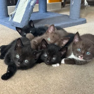 5 kittens, 8 weeks old - Image 3