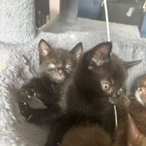 5 kittens, 8 weeks old - Image 4
