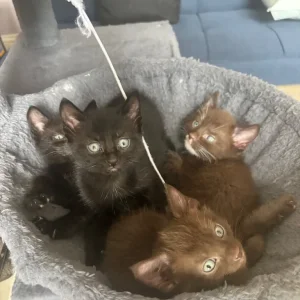 5 kittens, 8 weeks old - Image 5