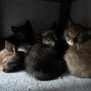 5 kittens, 8 weeks old - Image 6
