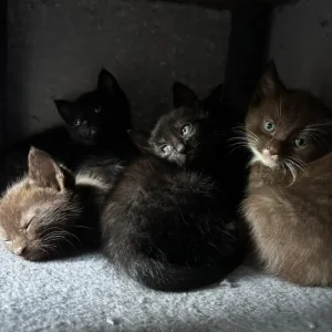 5 kittens, 8 weeks old - Image 7