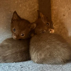 5 kittens, 8 weeks old - Image 8
