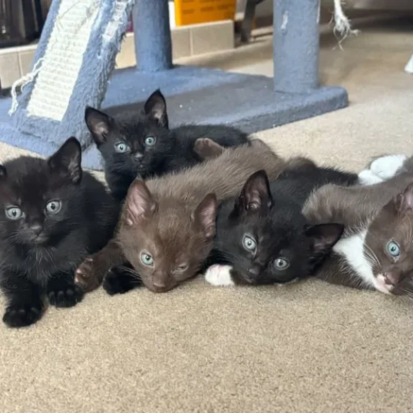 5 kittens, 8 weeks old