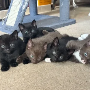 5 kittens, 8 weeks old