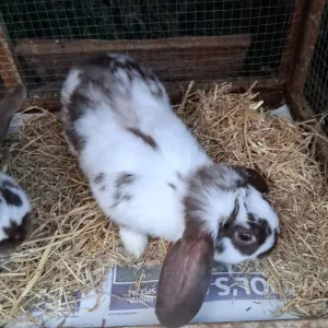 Rabbit baby - Image 4