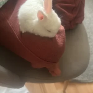 Rabbit baby - Image 5