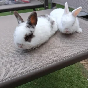 Rabbit baby - Image 6