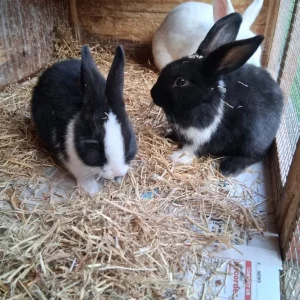 Rabbit baby
