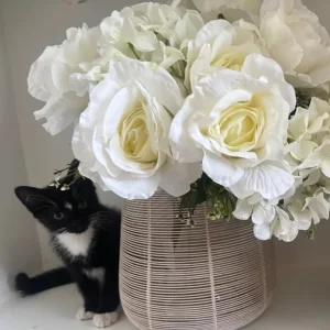 2 little litter-trained kittens - Image 2