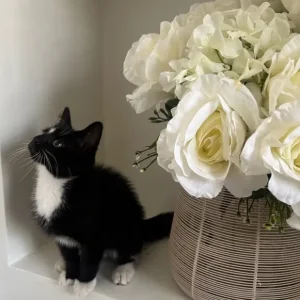 2 little litter-trained kittens - Image 3