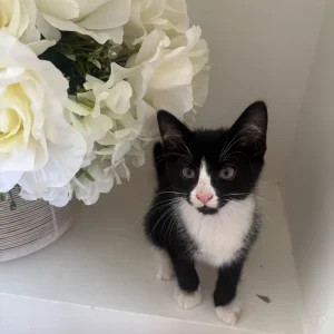 2 little litter-trained kittens - Image 4