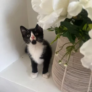 2 little litter-trained kittens - Image 5