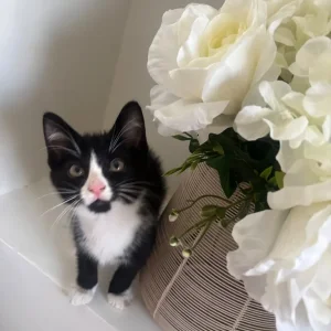 2 little litter-trained kittens - Image 6