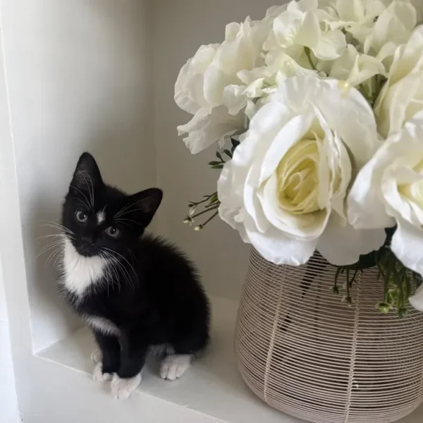 2 little litter-trained kittens