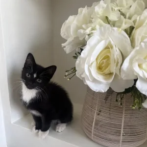 2 little litter-trained kittens