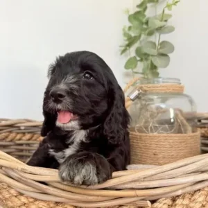 Australian labradoodles (size similar to cockapoos) - Image 2