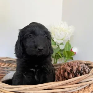 Australian labradoodles (size similar to cockapoos) - Image 3