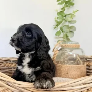 Australian labradoodles (size similar to cockapoos) - Image 4