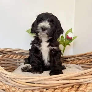 Australian labradoodles (size similar to cockapoos) - Image 5