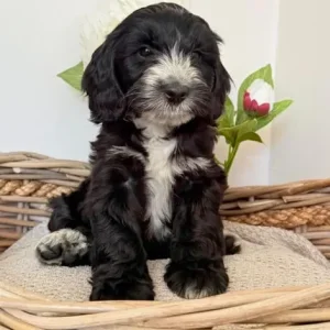 Australian labradoodles (size similar to cockapoos) - Image 6