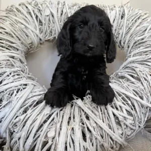 Australian labradoodles (size similar to cockapoos) - Image 7