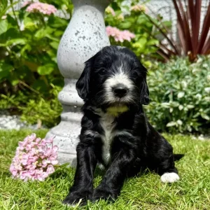 Australian labradoodles (size similar to cockapoos) - Image 8