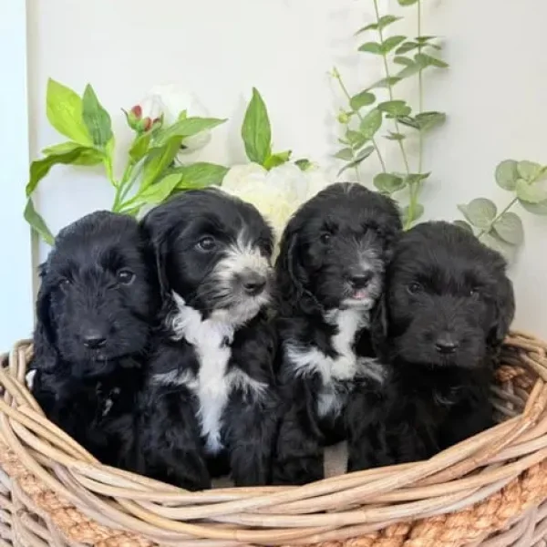 Australian labradoodles (size similar to cockapoos)
