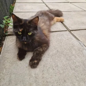 Female cat, one year old - Image 2